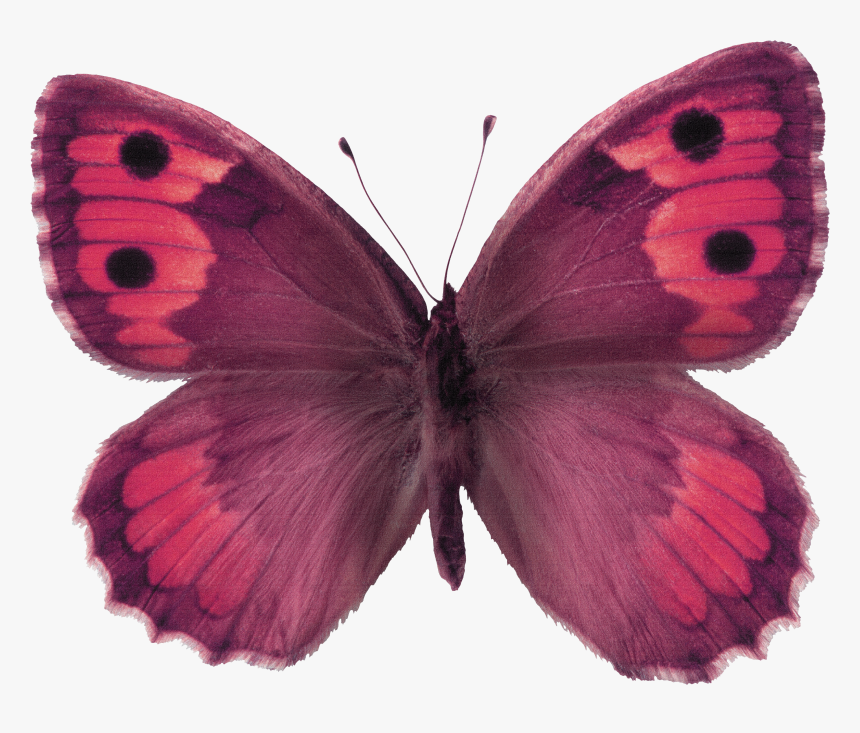 Brush-footed Butterfly, HD Png Download, Free Download