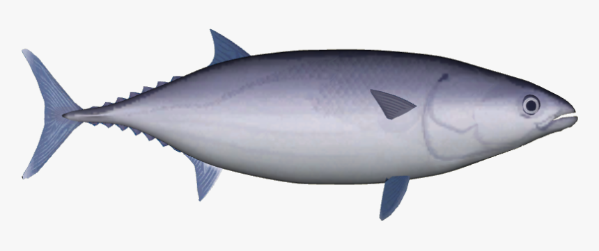 Spacer - Albacore Fish, HD Png Download, Free Download