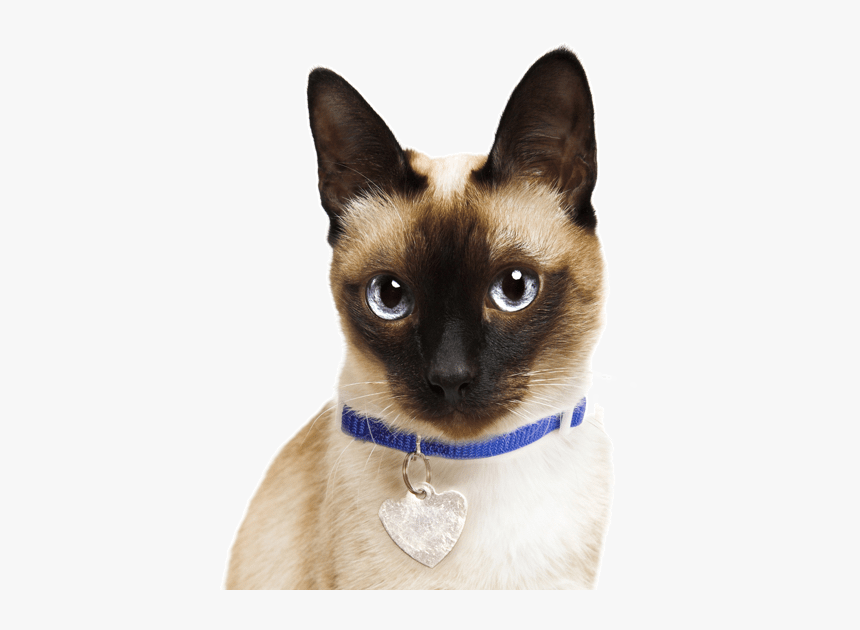 Siamese Cats, HD Png Download, Free Download