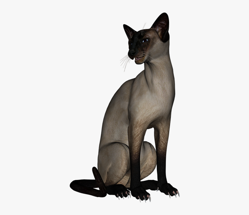 Cat, Siamese Cat, Animal, Feline, Kitty, Kitten, Pet - Cat, HD Png Download, Free Download