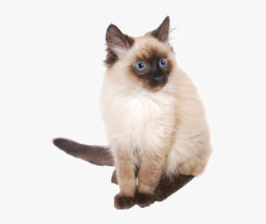 Himalayan Persian1 Copy - Burmese And Siamese Cat, HD Png Download, Free Download