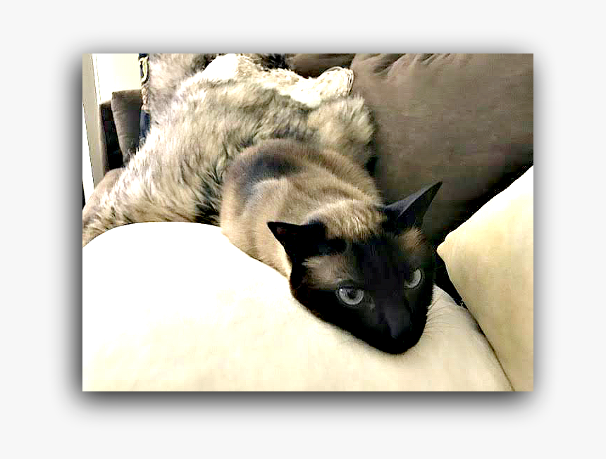 Cleo On Pillows - Siamese, HD Png Download, Free Download