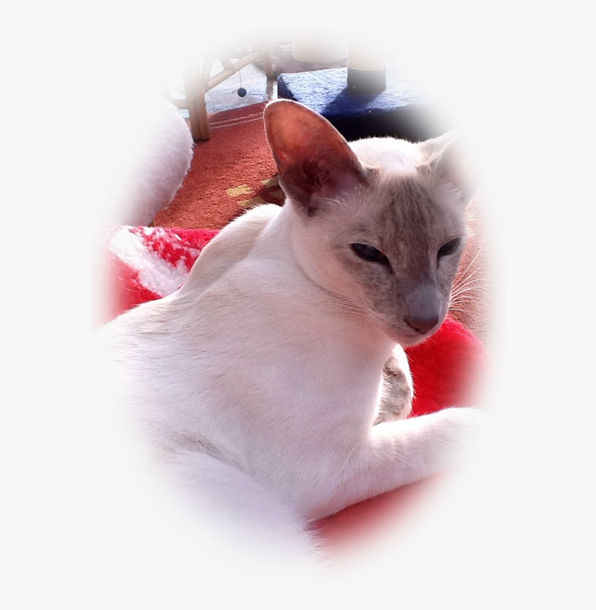 Tonkinese, HD Png Download, Free Download