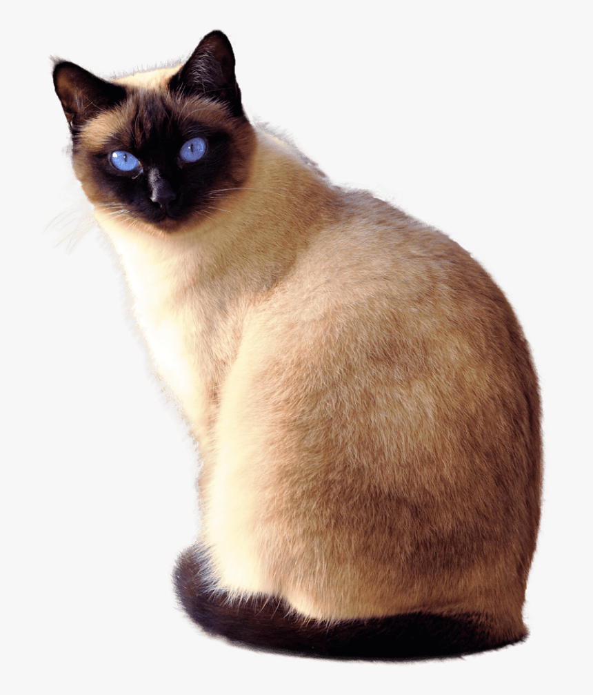 Siamese Cat Transparent Background, HD Png Download, Free Download