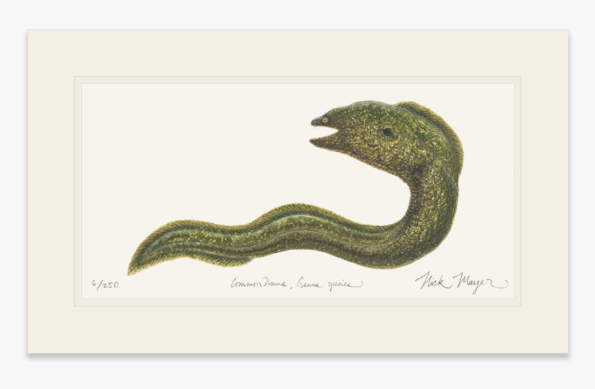 Transparent Eel Baby Sea - Serpent, HD Png Download, Free Download