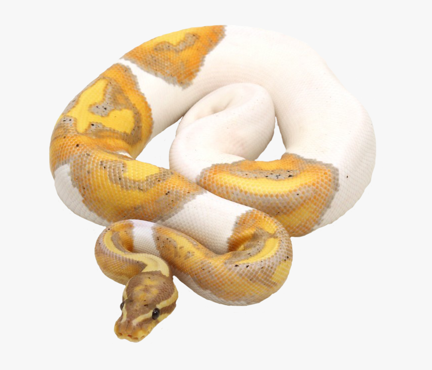 Python, HD Png Download, Free Download