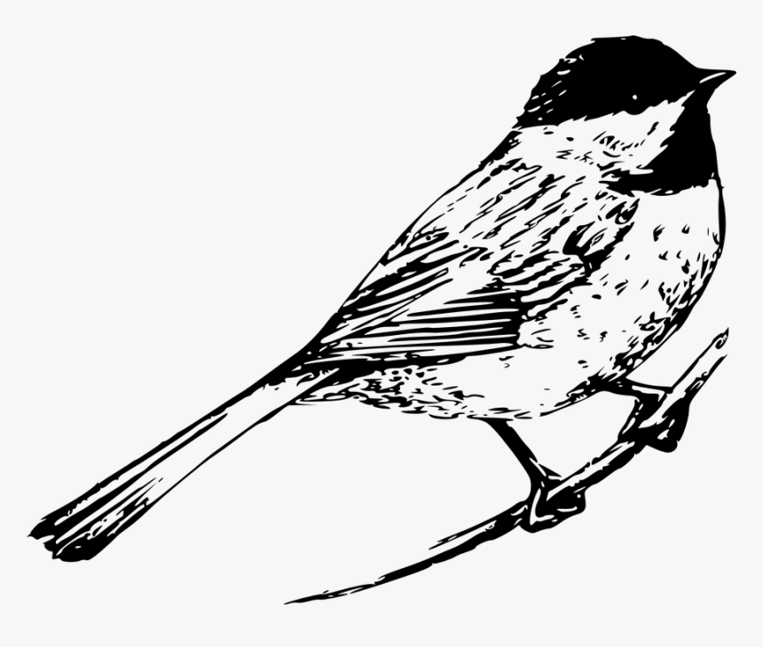 Chickadee, Bird, Animal, Wildlife, Nature, Songbird - Chickadee Clipart, HD Png Download, Free Download