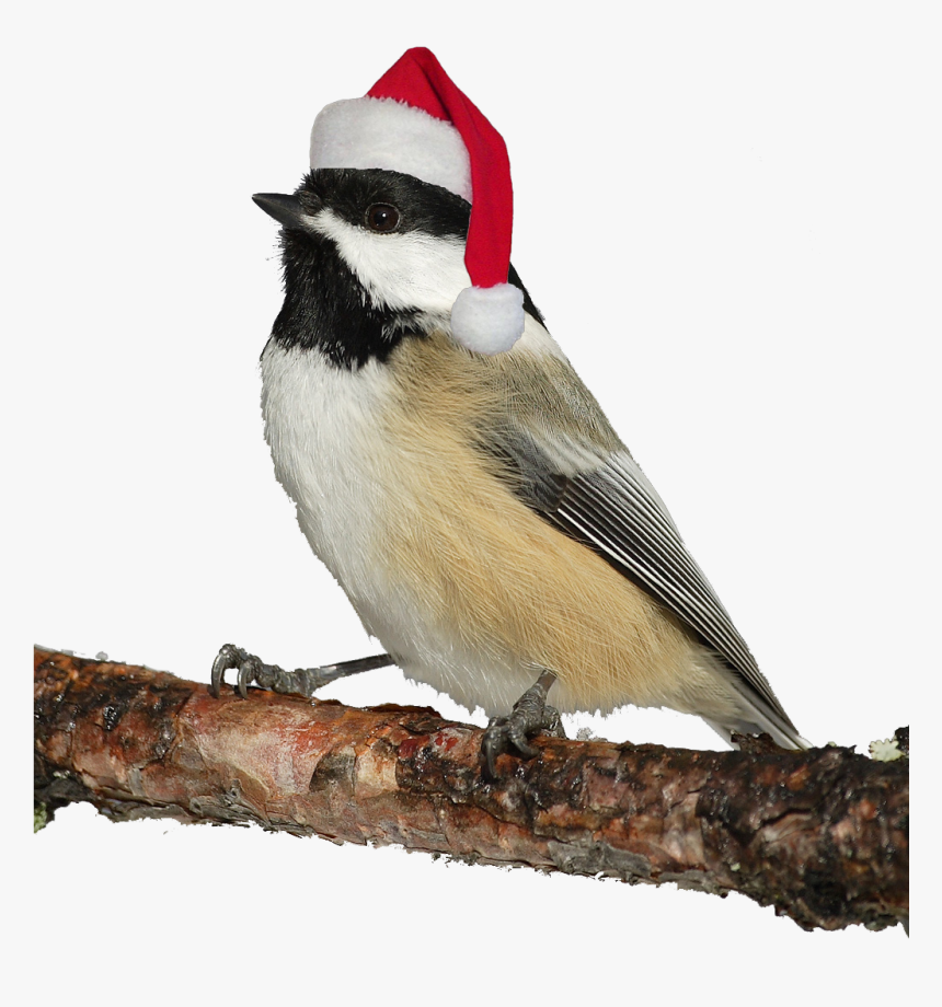 A Great Chickadee With Santa Hat - Massachusetts State Bird, HD Png Download, Free Download