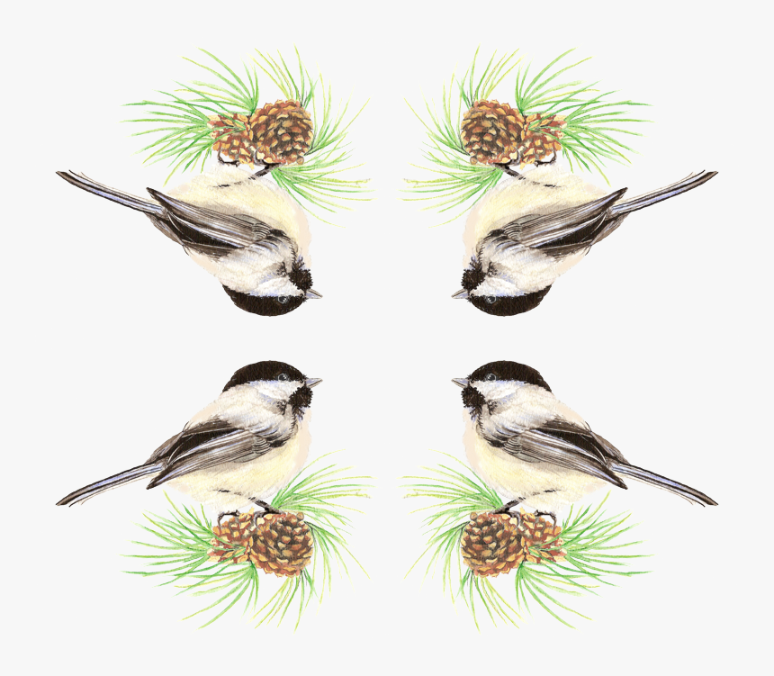 Transparent Chickadee Png - Black Capped Chickadee, Png Download, Free Download