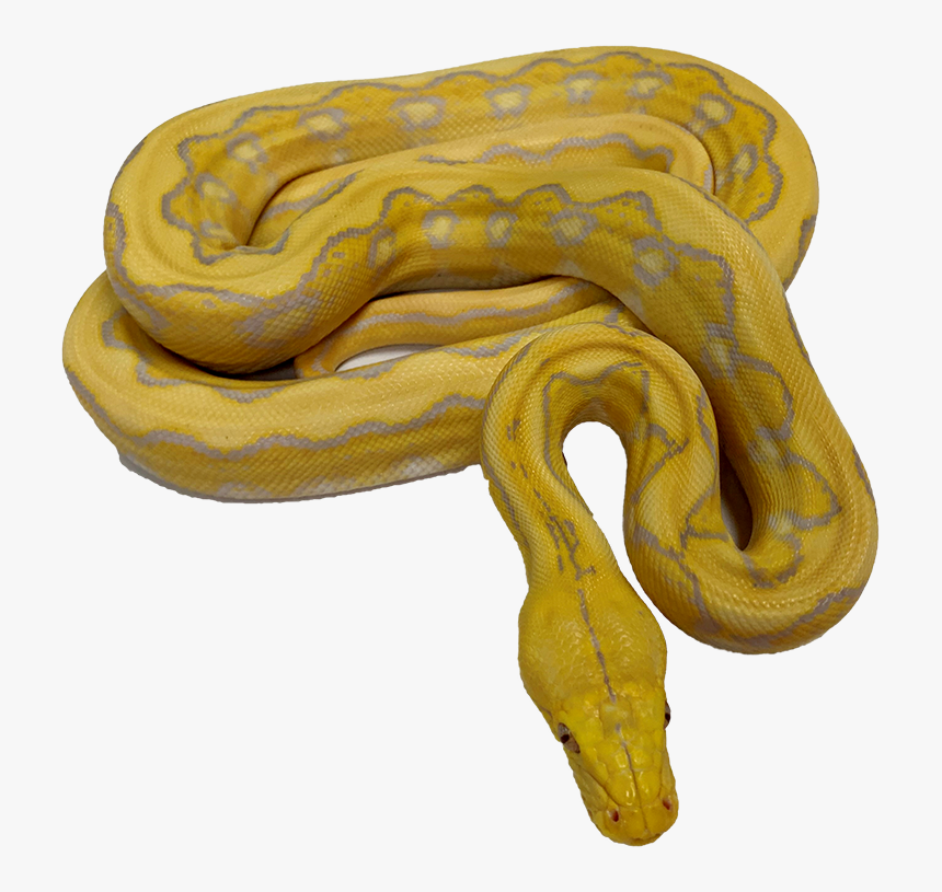 Burmese Python, HD Png Download, Free Download