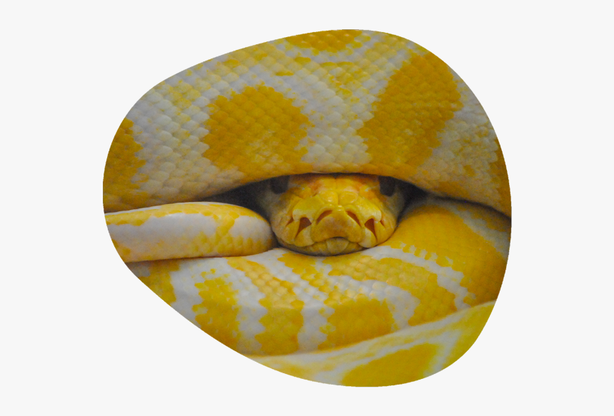 Burmese Python, HD Png Download, Free Download