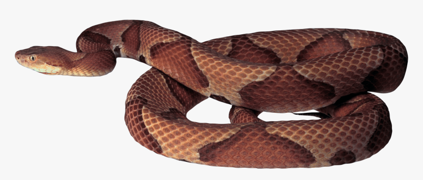 Python Png Download - Brown Snake Transparent Background, Png Download, Free Download