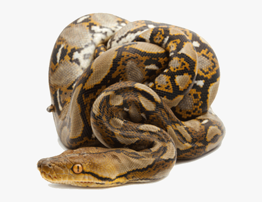 Retic Png, Transparent Png, Free Download