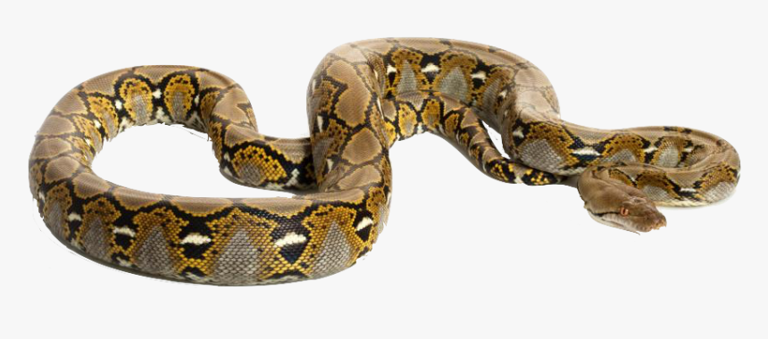 Burmese Python Transparent Background, HD Png Download, Free Download