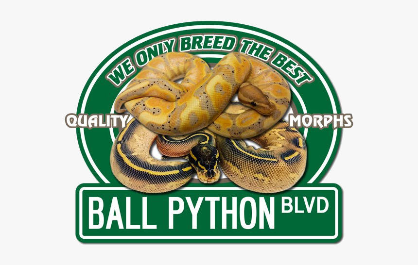 Ballpythonblvd - Boa Constrictor, HD Png Download, Free Download