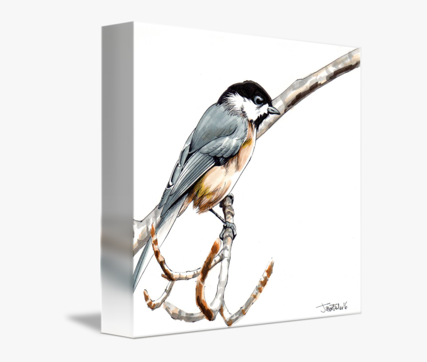 Transparent Chickadee Png - Black Capped Chickadee, Png Download, Free Download