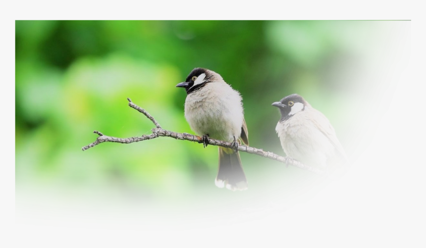 Birds Products - Black Capped Chickadee, HD Png Download, Free Download