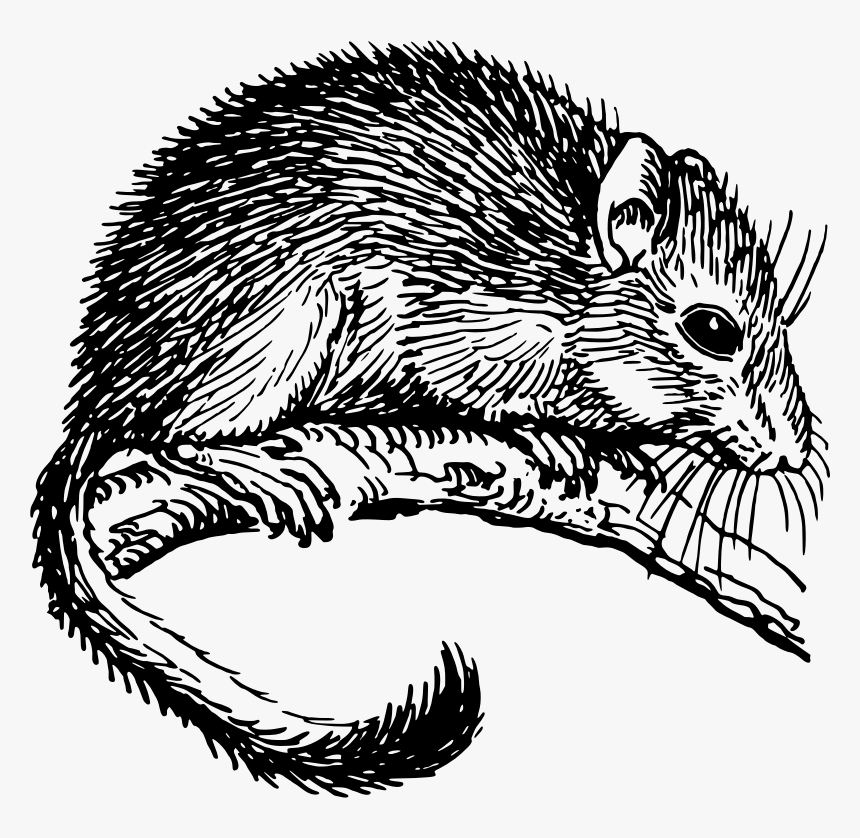 Dormouse - Dormouse Clipart Black And White, HD Png Download, Free Download