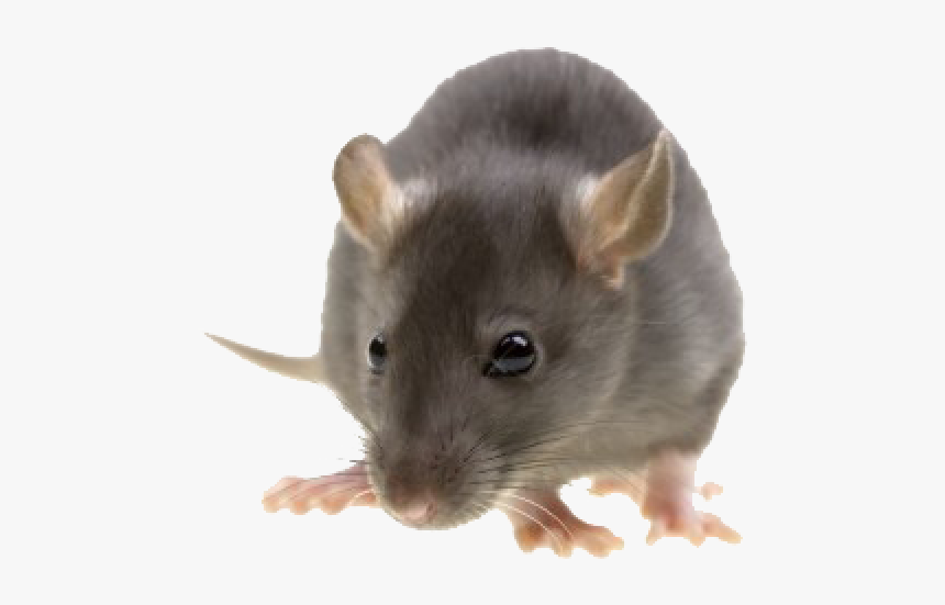 Granulés de Mort aux rats PNG transparents - StickPNG