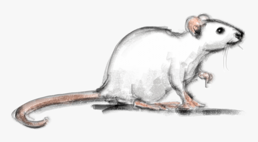 Drawn Rodent Painting - Realistic Mouse Pencil Drawing, HD Png Download, Free Download