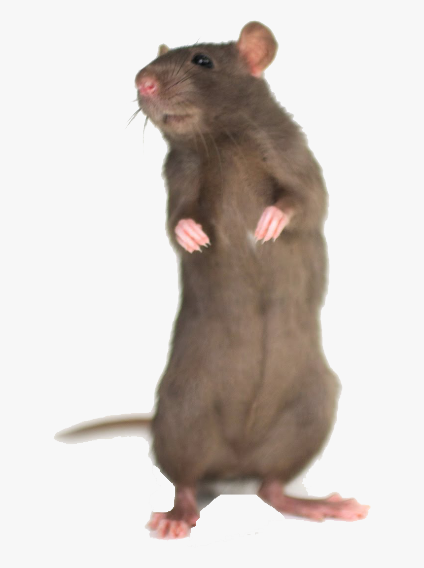 Mouse Free Desktop Background - Mouse Animal Standing Up, HD Png Download, Free Download