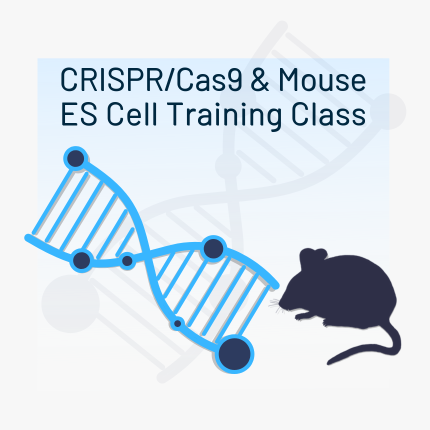 Mouse And Dna Strand Icons Highlighting Crispr/cas9 - Mouse Clipart Black, HD Png Download, Free Download