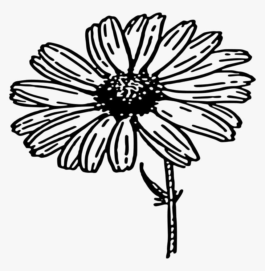 Transparent Daisy Clip Art - Daisy Black And White Clipart, HD Png Download, Free Download