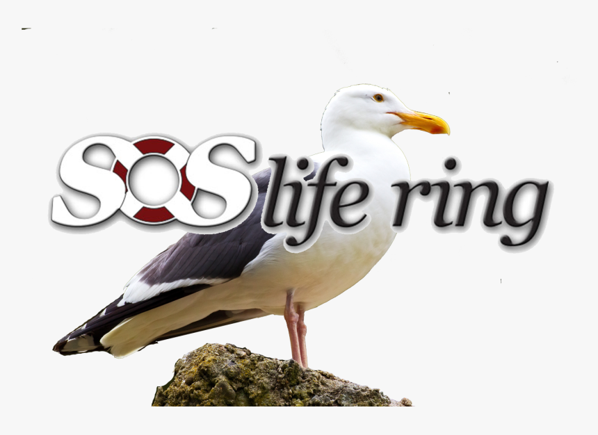 Great Black-backed Gull, HD Png Download, Free Download