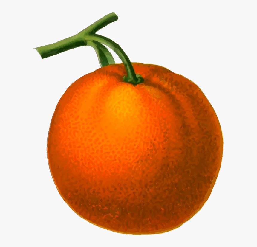 Tomato,mandarin Orange,plant - Png Images Low Resolution, Transparent Png, Free Download