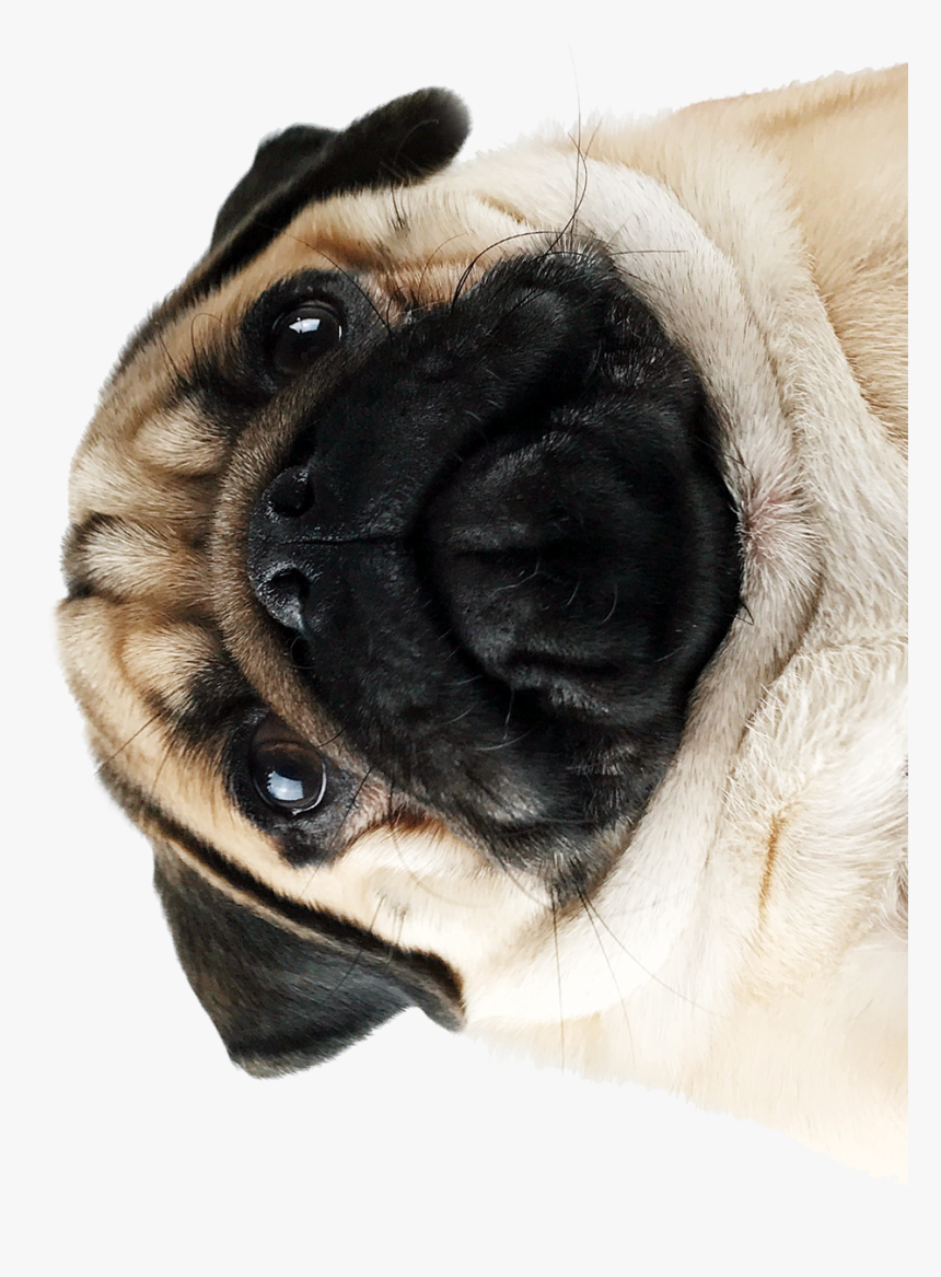 Pug Png, Transparent Png, Free Download