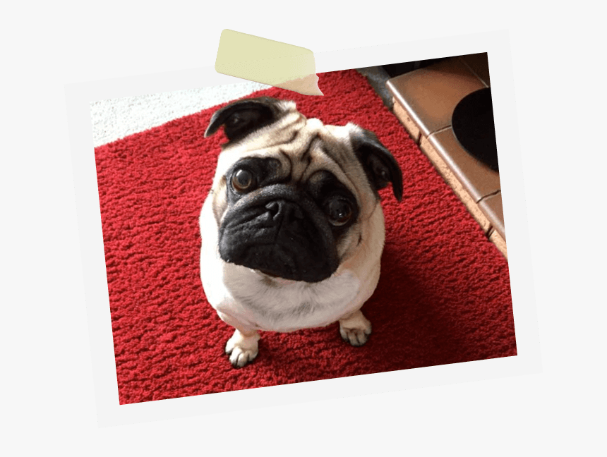 Transparent Pugs Png - Pug, Png Download, Free Download