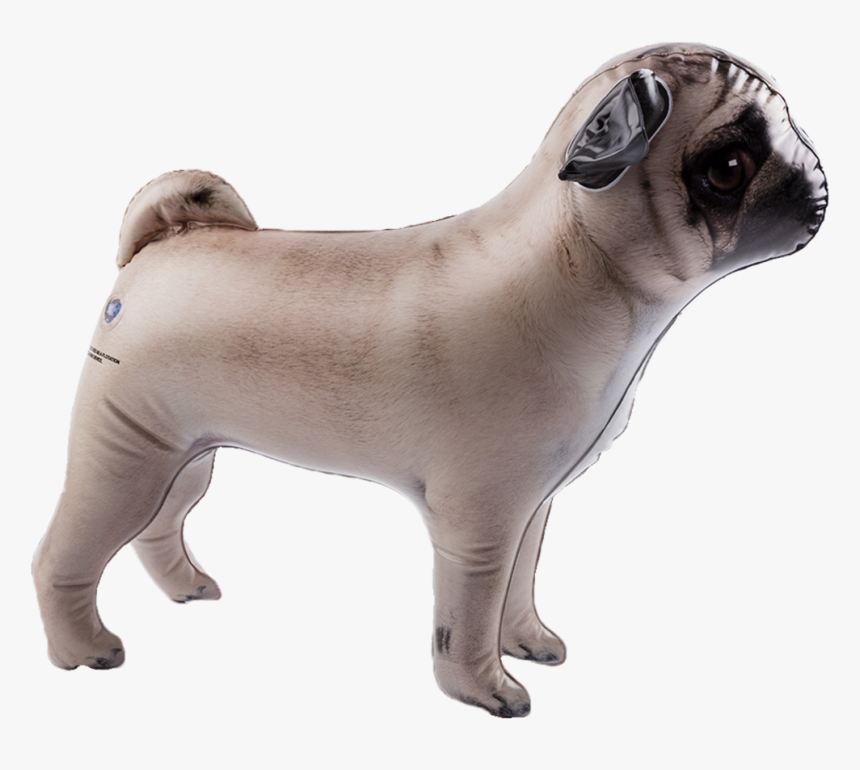 Pug, HD Png Download, Free Download