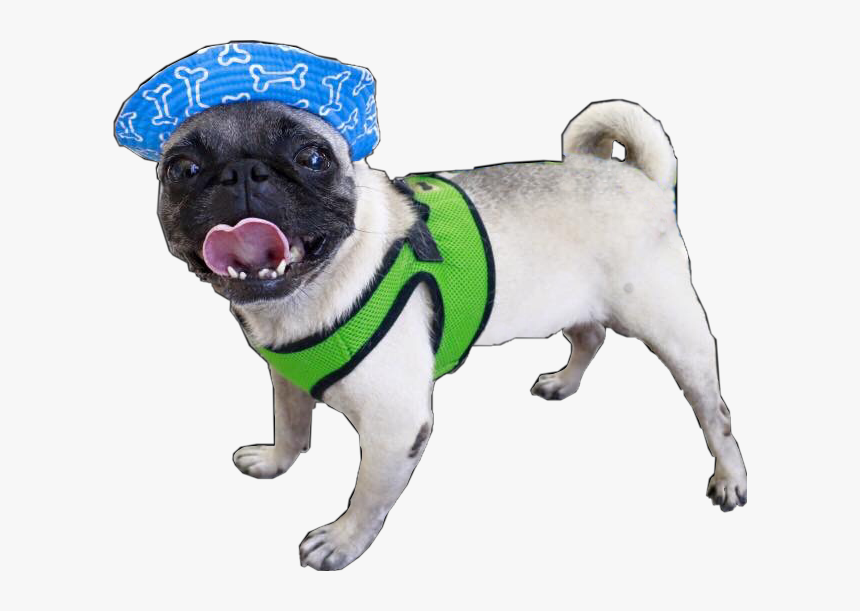 #pug #pugs #pugslife #beach #summer #playa #verano - Pug, HD Png Download, Free Download