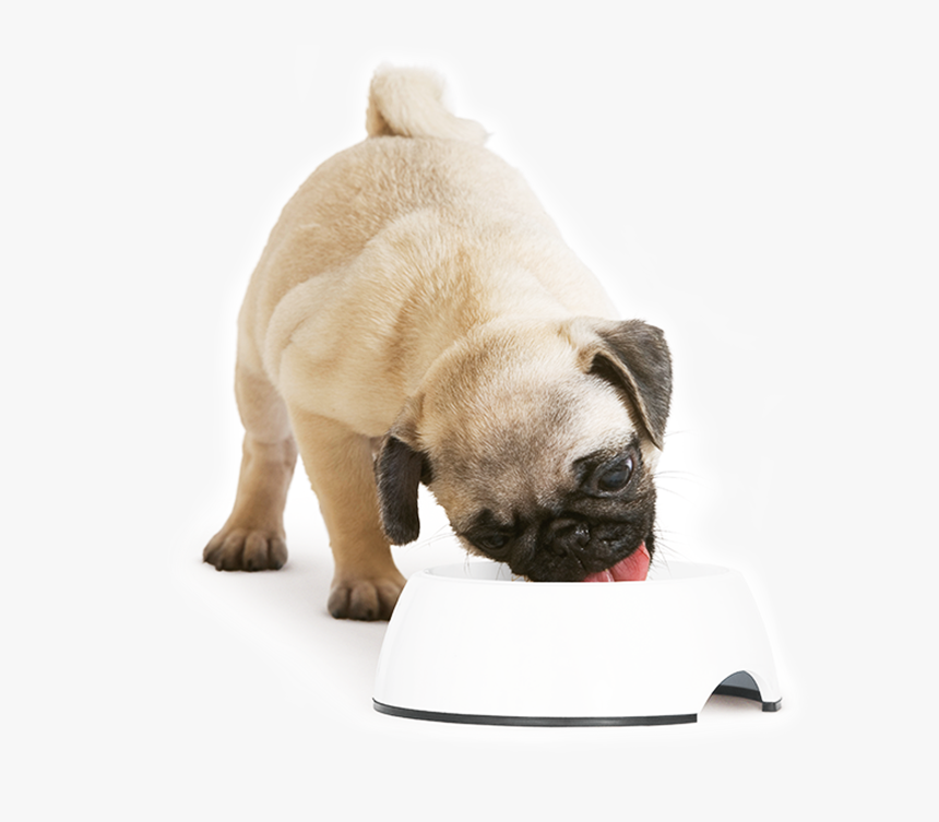 Pug, HD Png Download, Free Download