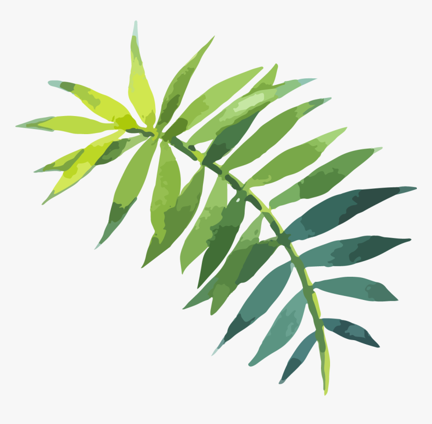 Twig Vector Curry Leaf Watercolor Tropical Leaves Png