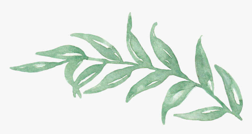 Transparent Branch With Leaves Png - Green Leaf Watercolor Png, Png Download, Free Download