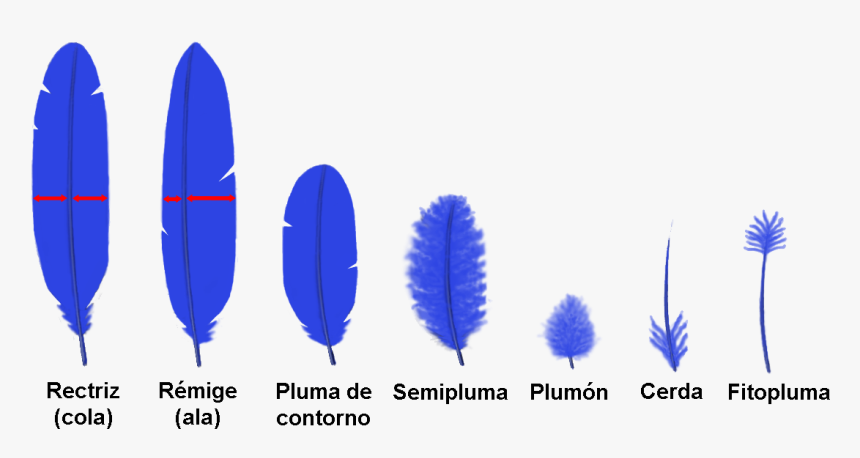 Tipos De Plumas - Tipos De Plumas De Aves, HD Png Download, Free Download