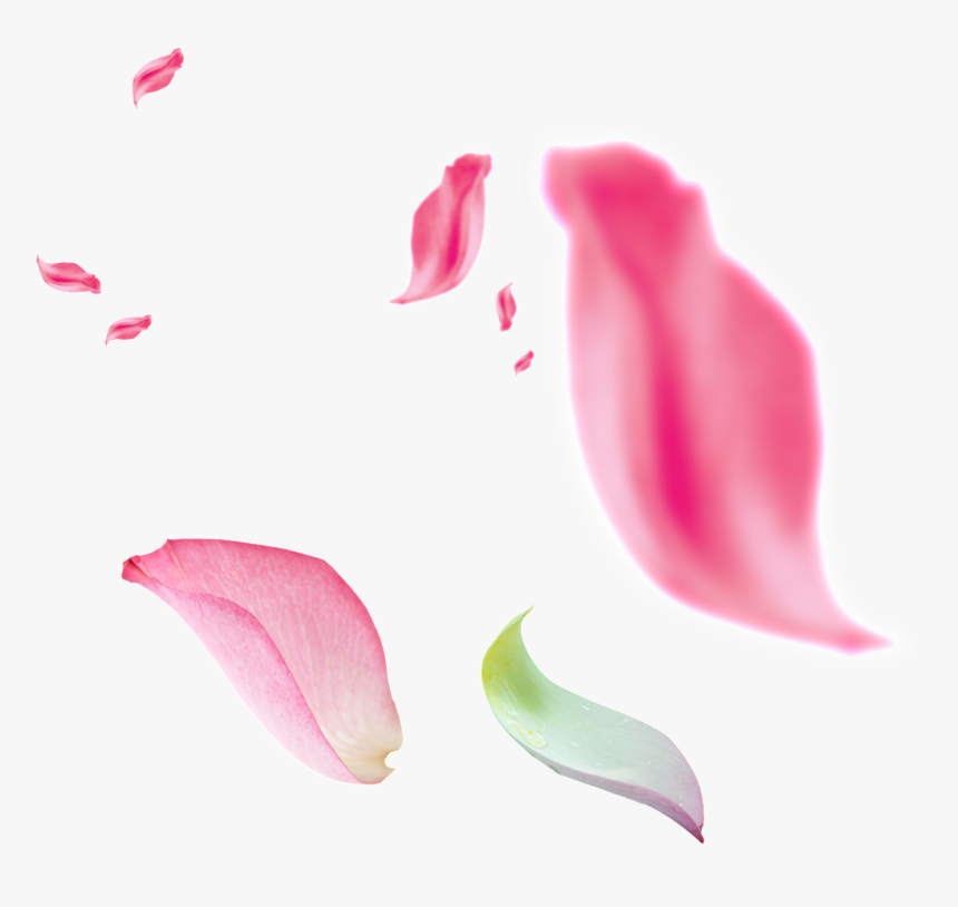Transparent Petalos Png - Floating Petals Png, Png Download, Free Download