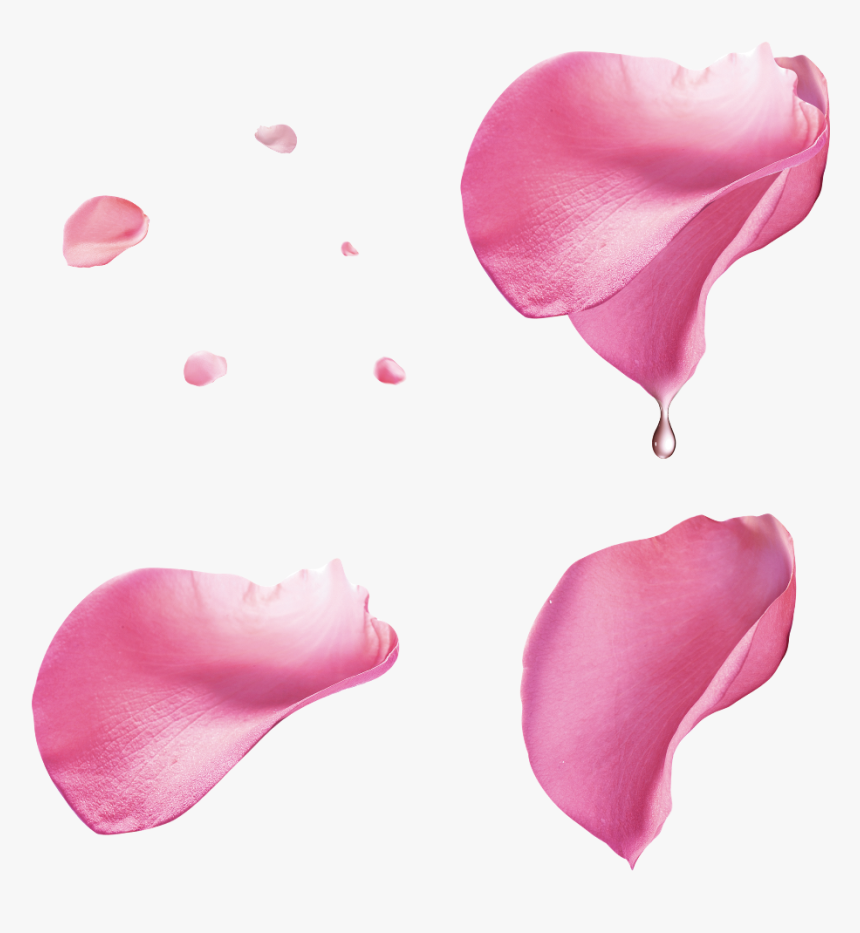 Rose Roses Petal Petals Rosepetals Pink Flowers Flower - Pink Rose Petals Png, Transparent Png, Free Download