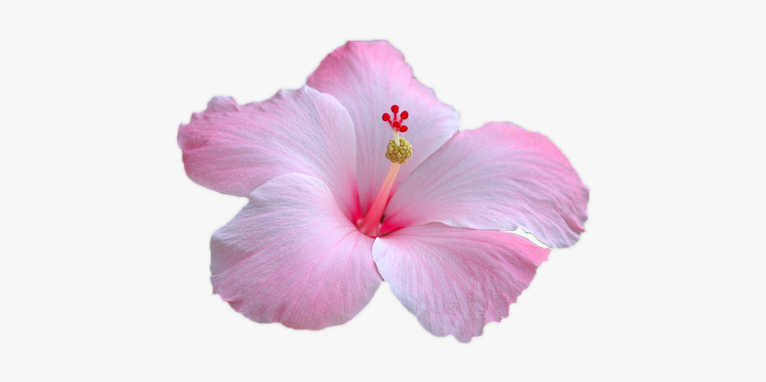 Flower, Pink Flower, Pink, Garden, Pink Petals, Nice - Transparent Pink Hibiscus, HD Png Download, Free Download