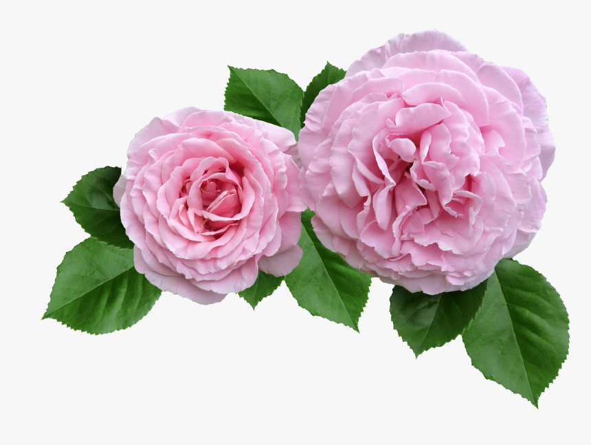 Rose, Pink, Ruffled Petals Cut Out - Rose Cut Out Transparent, HD Png Download, Free Download