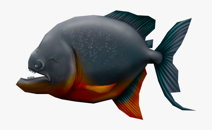 Transparent Piranha Png - Wrasses, Png Download - kindpng