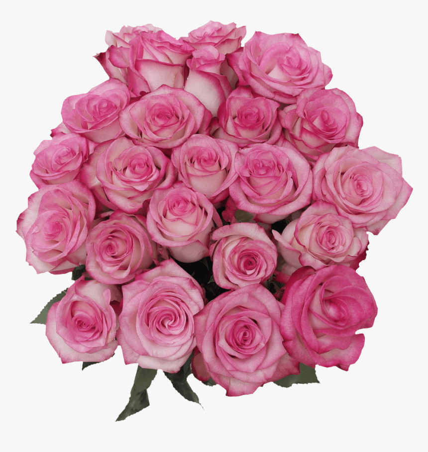 Beautiful Pink Paloma Roses Online - Floribunda, HD Png Download, Free Download