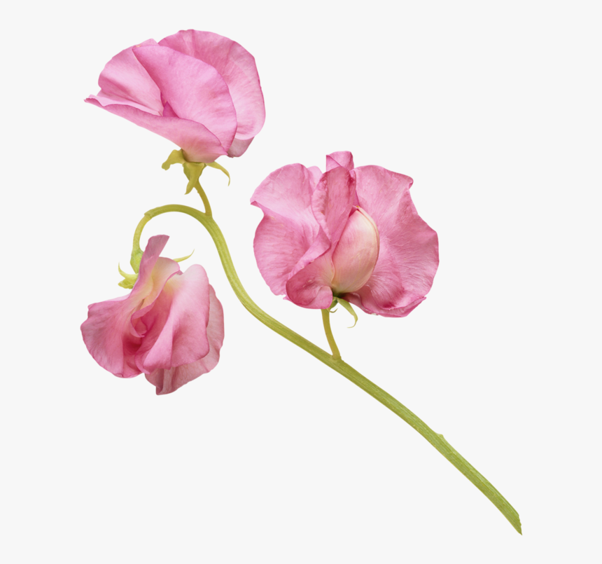 Фотки Sweet Peas, Watercolor Paintings, Watercolours, - Watercolor Sweet Pea Flowers, HD Png Download, Free Download