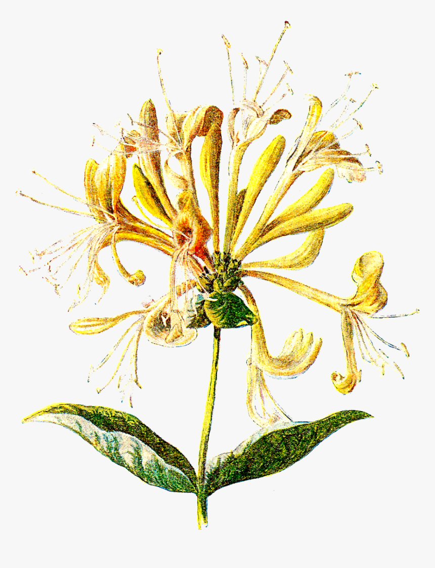 Honeysuckle - Honeysuckle Clipart, HD Png Download, Free Download