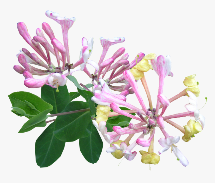 Honeysuckle Vines Transparent Background, HD Png Download, Free Download