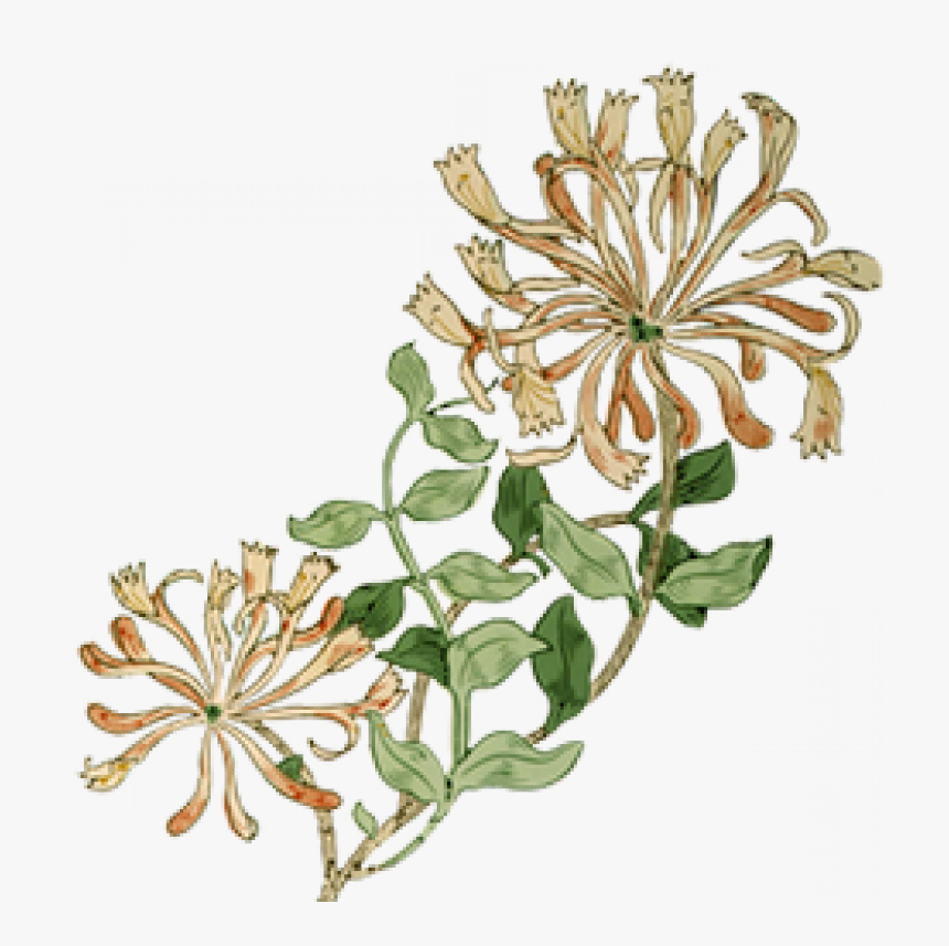 Transparent May Flowers Png - Botanical Drawing Honeysuckle Png, Png Download, Free Download