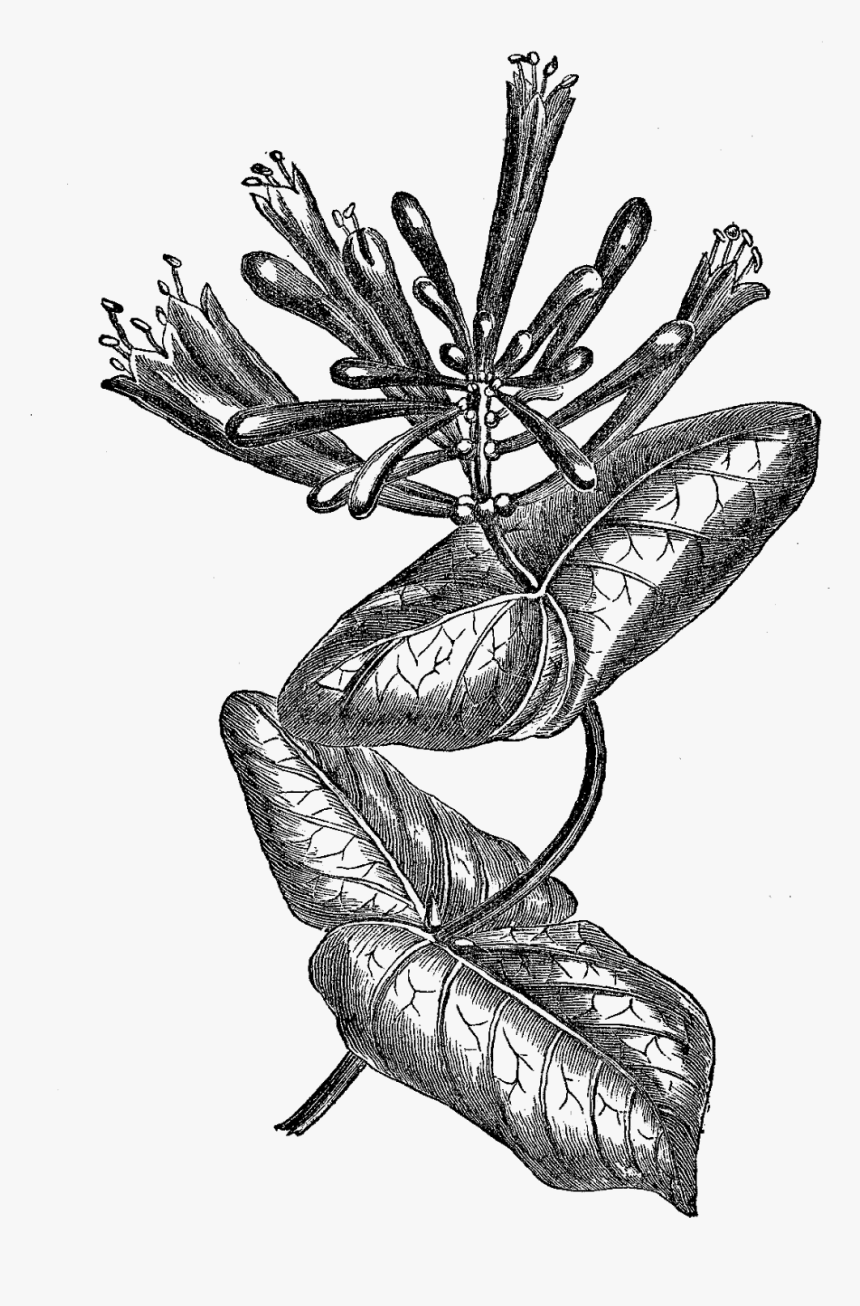 Honeysuckle Drawing Botanical - Botanical Honeysuckle Illustrations, HD Png Download, Free Download