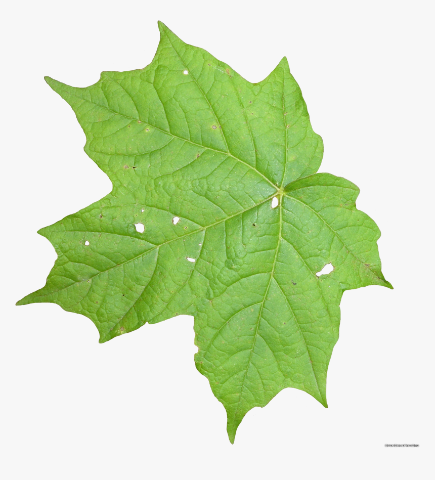 Transparent Maple Leaves Png - Transparent Leaf Texture Png, Png Download, Free Download