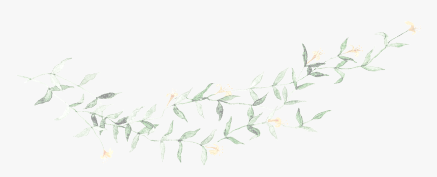 Vine Sketch Transparent Background, HD Png Download, Free Download